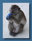 29 Thirsty monkey